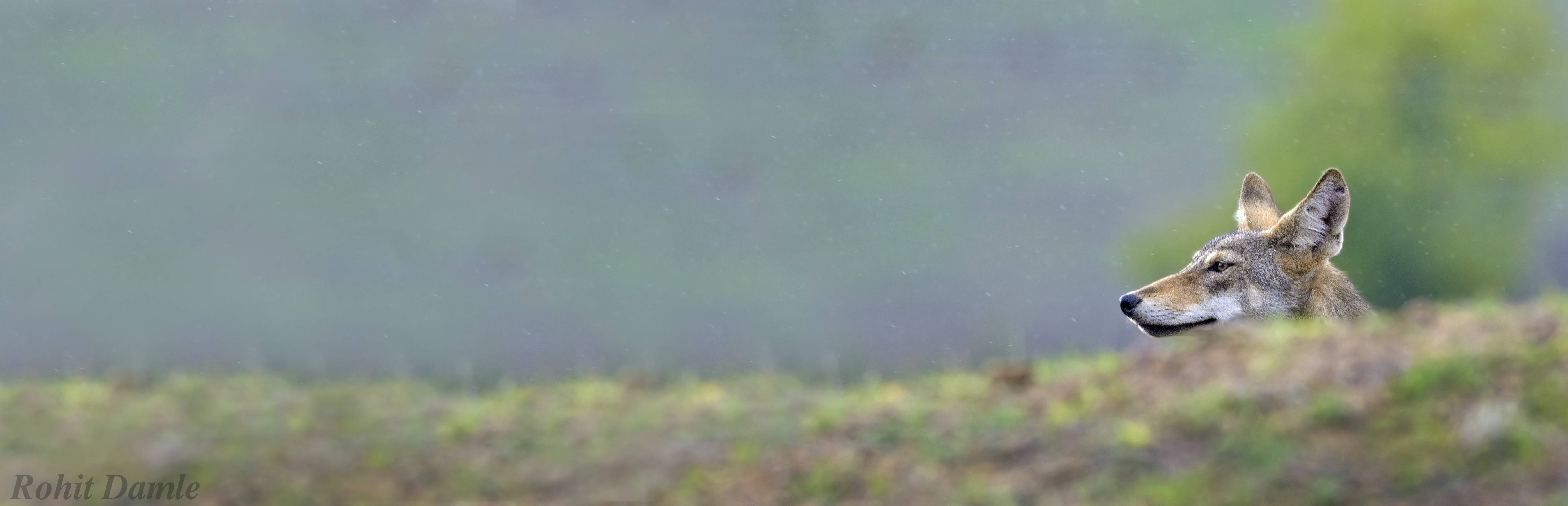 Photo from 15-Day India Wildlife Safari: Tigers, Rhinos & National Parks safari tour
